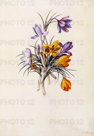 Crocuses, c. 1744 (hand coloured engraving). Creator: "Georg Dionysius Ehret (1710 - 70); Ehret, Georg Dionysius (1710-1770)".