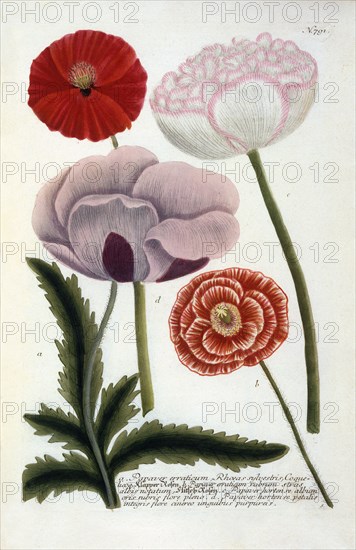 Papaver, 1737 (hand coloured engraving). Creator: "Georg Dionysius Ehret (1710 - 70); Ehret, Georg Dionysius (1710-1770)".