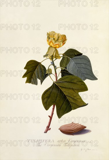 The Virginian Tulip Tree, c. 1743 (hand coloured engraving). Creator: "Georg Dionysius Ehret (1710 - 70); Ehret, Georg Dionysius (1710-1770)".