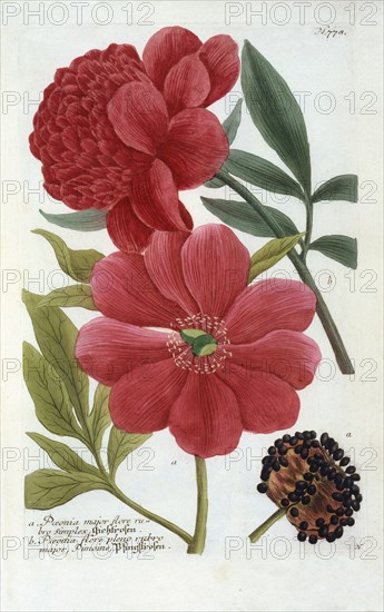 Paeonia, (hand coloured engraving). Creator: "Georg Dionysius Ehret (1710 - 70); Ehret, Georg Dionysius (1710-1770)".