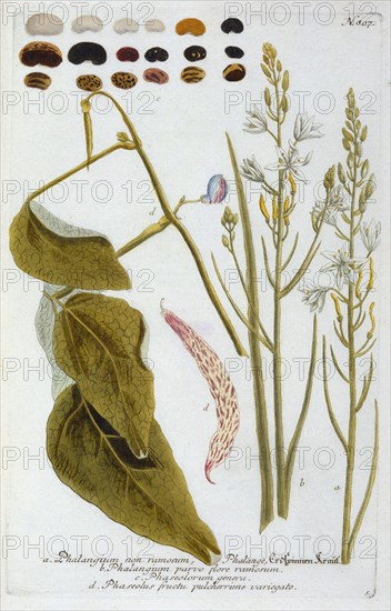 Phalangium, 1737 (hand coloured engraving). Creator: "Georg Dionysius Ehret (1710 - 70); Ehret, Georg Dionysius (1710-1770)".