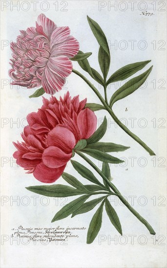 Paeonia, 1737 (hand coloured engraving). Creator: "Georg Dionysius Ehret (1710 - 70); Ehret, Georg Dionysius (1710-1770)".