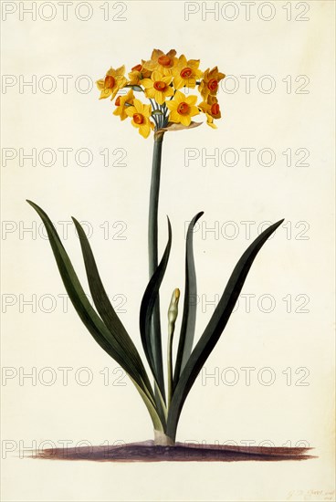 Narcissus, c. 1745 (hand coloured engraving). Creator: "Georg Dionysius Ehret (1710 - 70); Ehret, Georg Dionysius (1710-1770)".