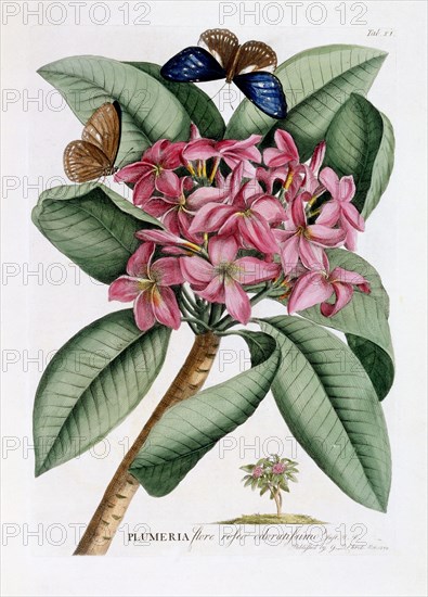 Plumeria, c. 1749 (hand coloured engraving) . Creator: "Georg Dionysius Ehret (1710 - 70); Ehret, Georg Dionysius (1710-1770)".