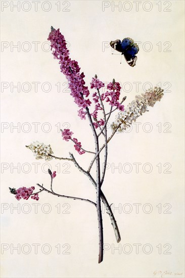 Daphne Mezereum with butterfly, c. 1740 (hand coloured engraving). Creator: "Georg Dionysius Ehret (1710 - 70); Ehret, Georg Dionysius (1710-1770)".