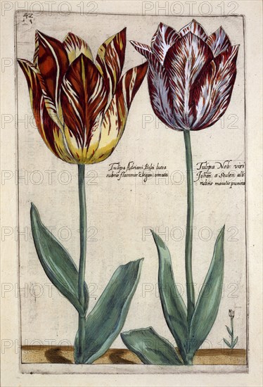 Tulipa Adriani Bilsi and Tulipa Nob viri Johan a Seulen, c.1614.