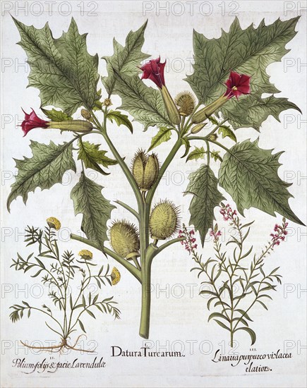 Thorn Apple, Germander and Purple Toadflax, from 'Hortus Eystettensis', by Basil Besler (1561-1629),