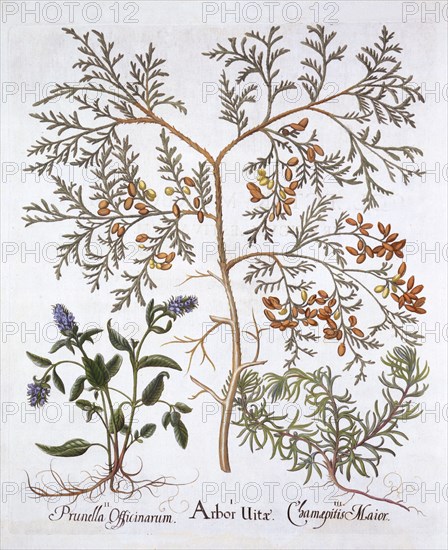 White Cedar, A Self-Heal and Yellow Bugle, from 'Hortus Eystettensis', by Basil Besler (1561-1629),