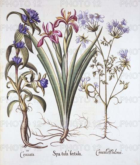 Stinking Iris, Orlaya, and Crosswort Gentian, from 'Hortus Eystettensis', by Basil Besler (1561-1629