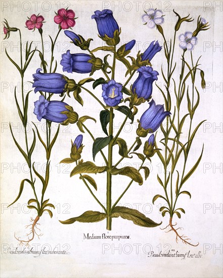 Canterbury Bells, and Corn Cockles, from 'Hortus Eystettensis', by Basil Besler (1561-1629), pub. 16