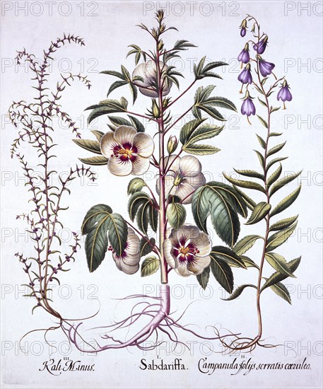 Jamaica Sorrel, Bellflower and Prickly Saltwort, from 'Hortus Eystettensis', by Basil Besler (1561-1