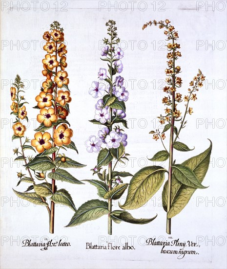 Mullein, genus Verbascum, from 'Hortus Eystettensis', by Basil Besler (1561-1629), pub. 1613 (hand-c