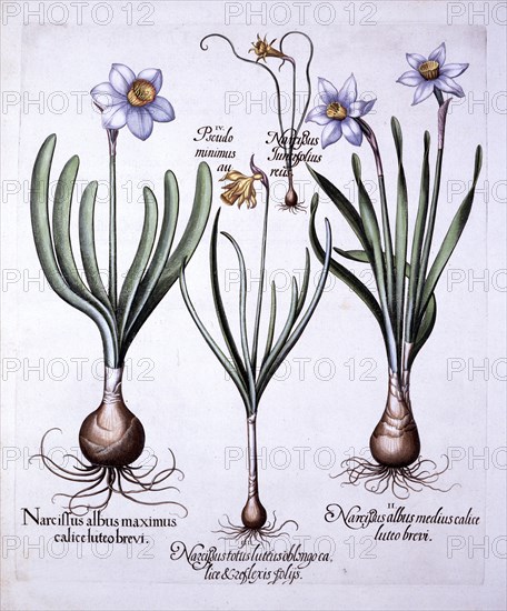 Various Narcissi, from 'Hortus Eystettensis', by Basil Besler (1561-1629), pub. 1613 (hand-coloured