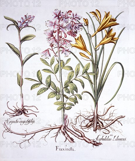 Dittany, White Helleborine and Yellow Day Lily, from 'Hortus Eystettensis', by Basil Besler (1561-16