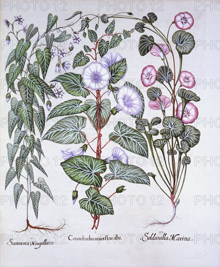 Bindweed, Dog's Bane and Sea Bindweed, from 'Hortus Eystettensis', by Basil Besler (1561-1629), pub.