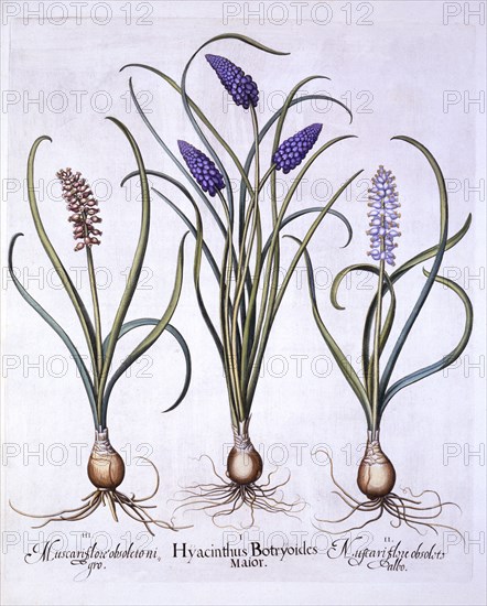 Grape Hyacinths, from 'Hortus Eystettensis', by Basil Besler (1561-1629), pub. 1613 (hand-coloured e