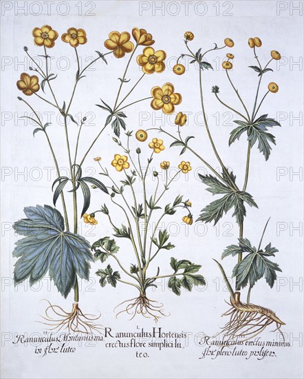 Three Varieties of Buttercup, from 'Hortus Eystettensis', by Basil Besler (1561-1629), pub. 1613 (ha