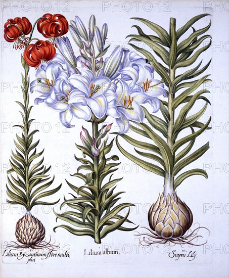 Madonna Lily and Bulb, Red Martagon of Constantinople, from 'Hortus Eystettensis', by Basil Besler (
