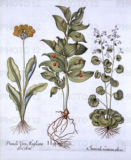 Hippoglossum, Cowslip and Sanicle/Snakeroot, from 'Hortus Eystettensis', by Basil Besler (1561-1629)