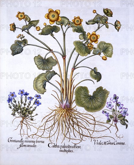 Marsh Marigold, March Violet and Spring Gentian, from 'Hortus Eystettensis', by Basil Besler (1561-1