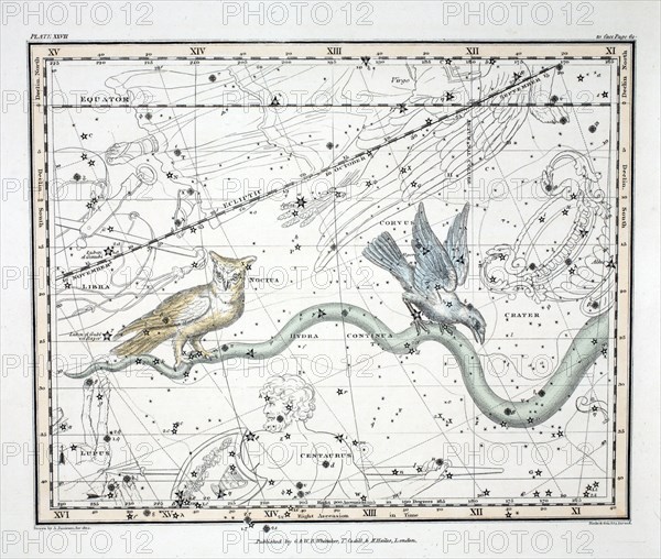 The Constellations (Plate XXVII) Hydra Continua, Crater, Covus, Centaurus et Lupus, 1822.