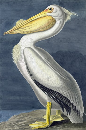 American White Pelican, Pelecanus Erythrorhynchos, 1845.