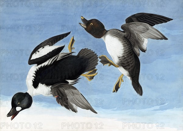 Common Goldeneye, 1845.