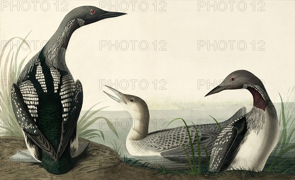 Black-throated Diver, Colymbus Arcticus, 1845.