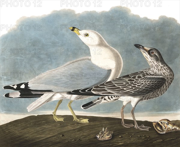 Ring-Billed Gull, Larus Delawarensis, 1845.