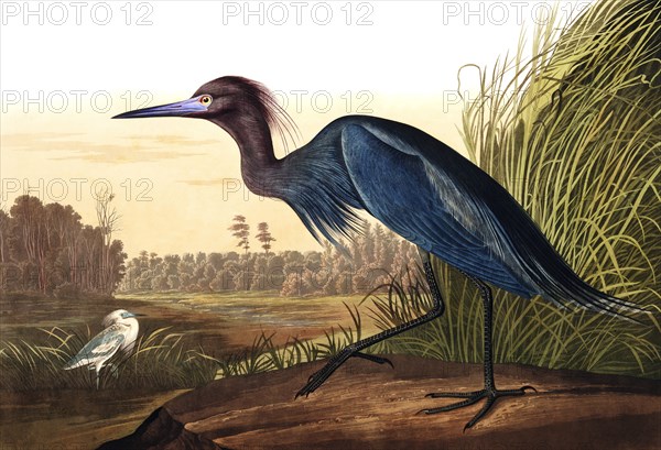 Blue Crane or Heron, Ardea Coerulea, 1845.