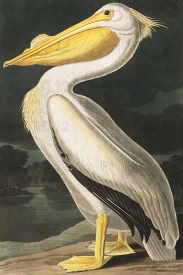 American White Pelican, Pelecanus Erythrorhynchos, 1845.