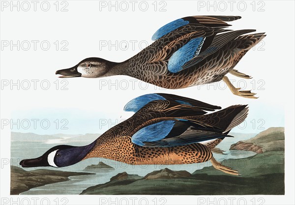 Blue  Winged Teal,  Anas Discors, 1845.