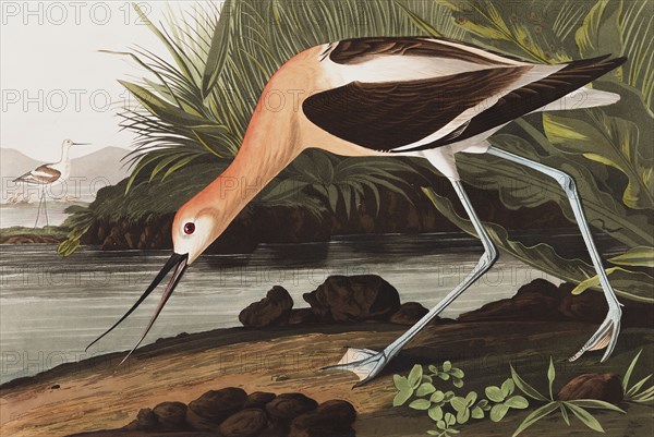 American Avocet, Recurvirostra Americana, 1845.