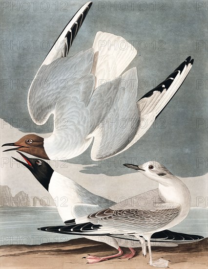 Bonapartian Gull, Larus Bonapartii, 1845.