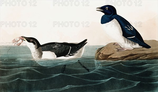 Little Auk, Uria Alle, 1845.