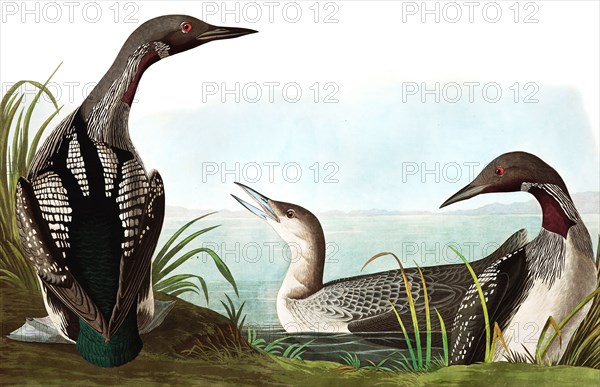 Black Throated Diver, Colymbus Arcticus, 1845.