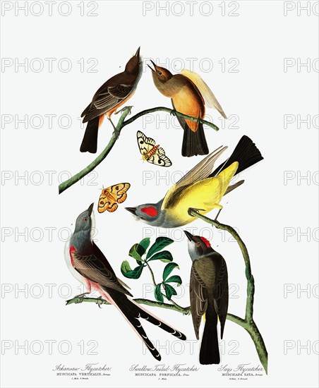 Three Varieties of Flycatcher, 1845.