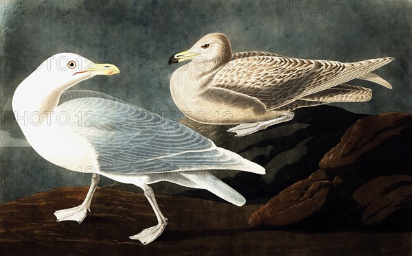 Burgomaster Gull, Larus Glaucus, 1845.
