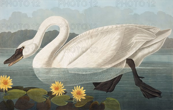 Common American Swan, Cygnus Americanus, 1845.