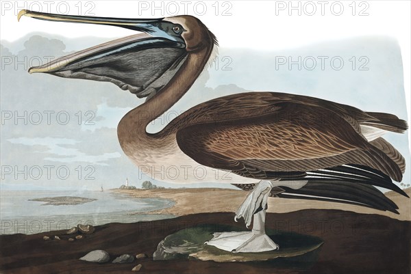 Brown Pelican, Pelecanus Fuscus, 1845.