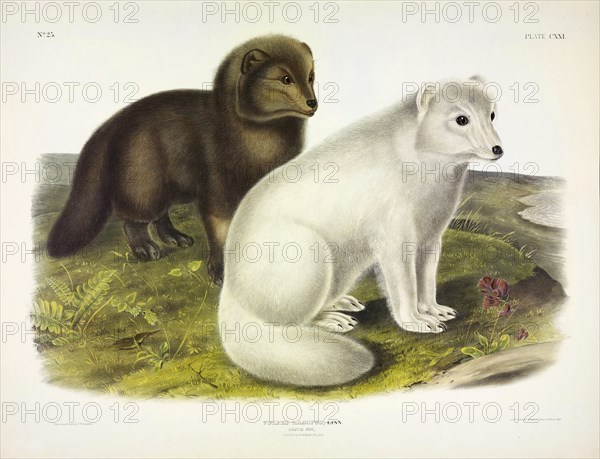 Arctic Fox, Vulpes Lagopus, 1845 (colour lithograph).
