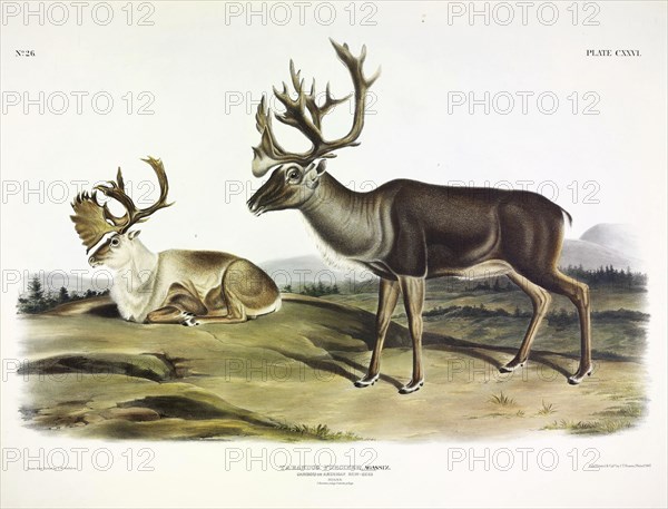 Caribou, Tarandus Furcifer, 1845.