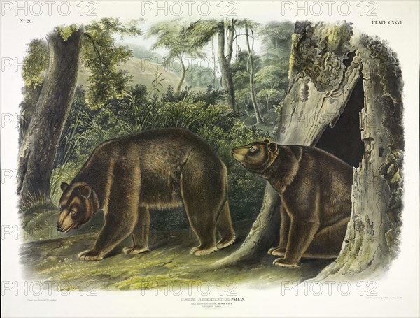 Ursus Americanus, Cinnamon Bear, 1845.