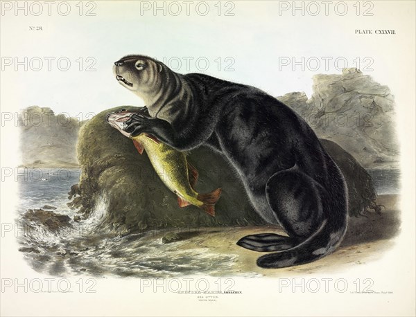 Sea Otter, Enhydra Marina, 1845.