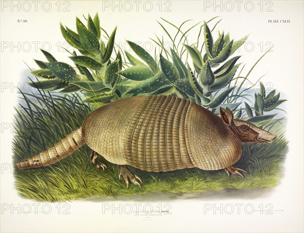 Nine-Banded Armadillo, Dasypus Peba, 1845.