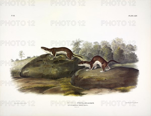 Little American Brown Weasel, Mustela Fusca, 1845.