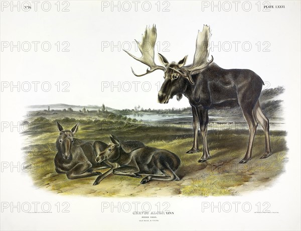 Moose Deer, Cervus Alces, 1845.