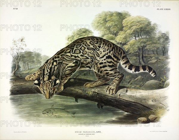 Ocelot, Felis Pardalis, 1845.