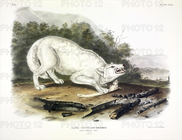White American Wolf, Canis Lupus, , 1845.