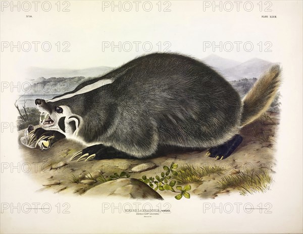 American Badger, Meles Labradoria, 1845.